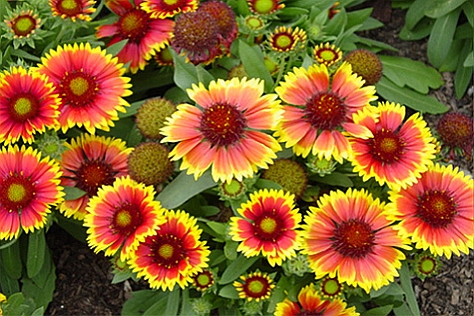 GAILLARDIA<br /><span>Blanket Flower</span>