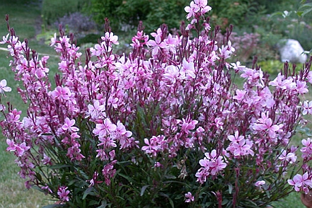 GAURA, OENOTHERA<br /><span>Bee Blossom</span>