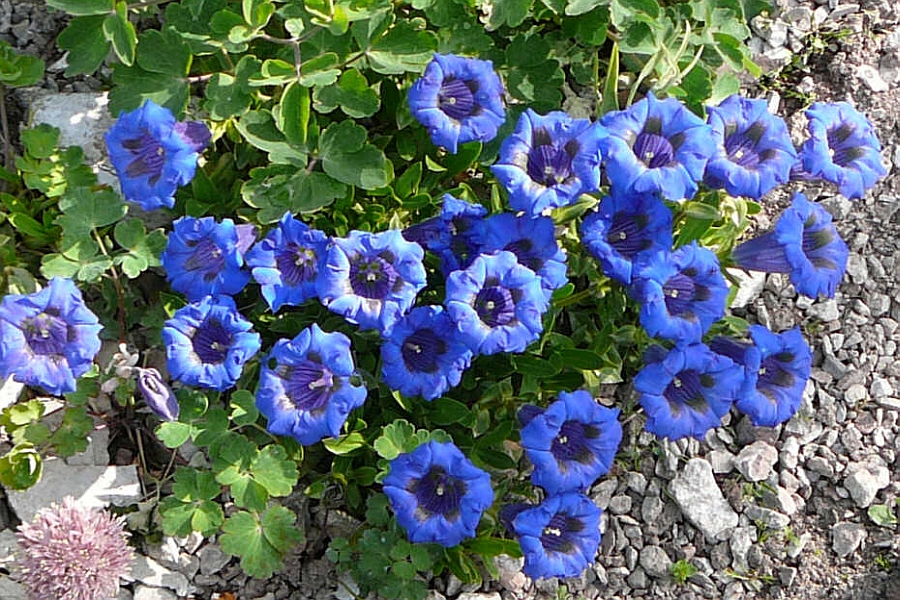 GENTIANA<br /><span>Gentian</span>