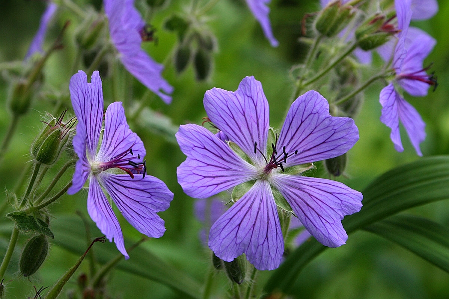 GERANIUM