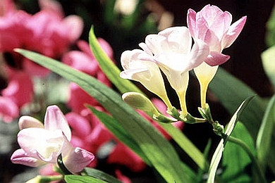 FREESIA