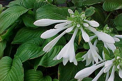 HOSTA