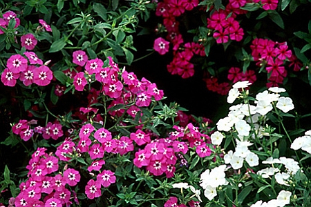 PHLOX
