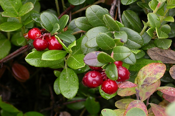 VACCINIUM<br /><span>Merişor</span>