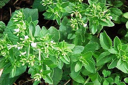 STEVIA<br /><span>Stevie</span>