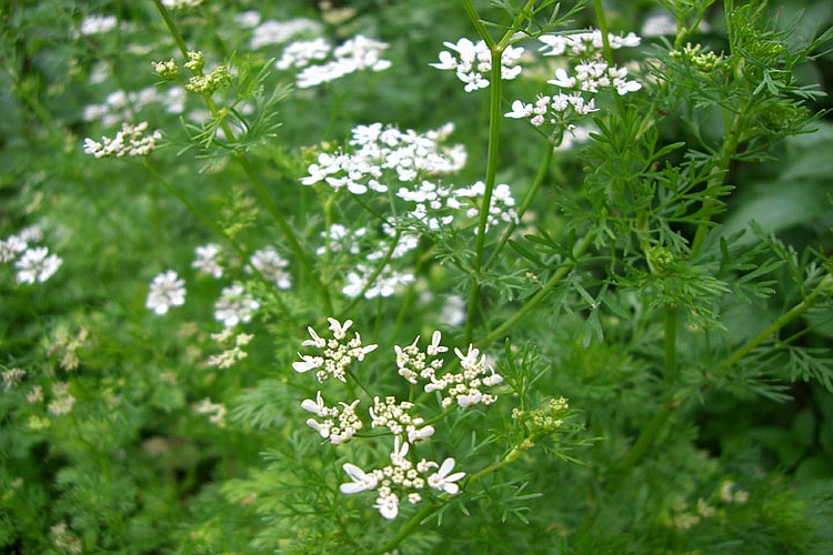CORIANDRUM<br /><span>Coriandru</span>