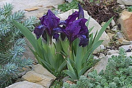 IRIS<br /><span>(Mdb) Miniature Dwarf Bearded Irises</span>