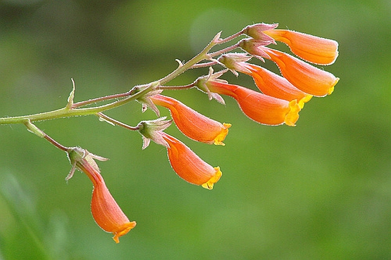 Climbing plants