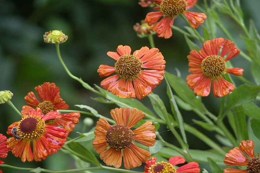 HELENIUM, HYMENOXYS