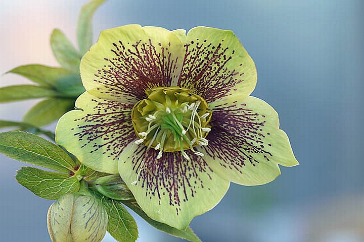 HELLEBORUS