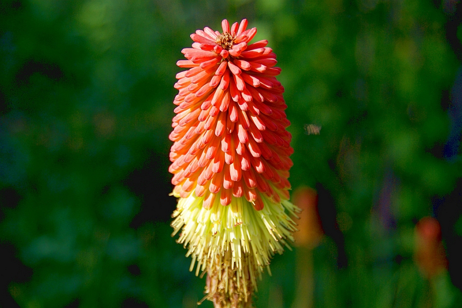 KNIPHOFIA<br /><span>Poker Plant</span>
