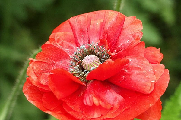 PAPAVER<br /><span>Oriental Poppy</span>