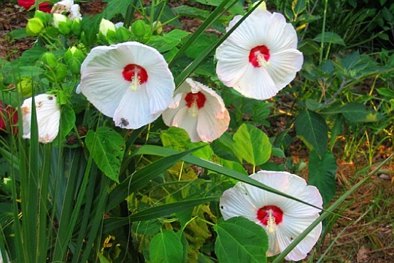 HIBISCUS<br /><span>Swamp-Rose Mallow</span>
