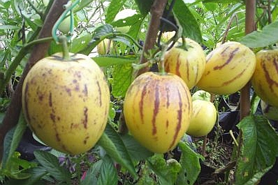 SOLANUM<br /><span>Pepene Pietros</span>