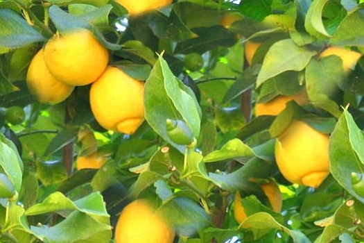 CITRUS<br /><span>Lămâi Comun</span>