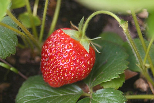 FRAGARIA<br /><span>Căpşun </span>