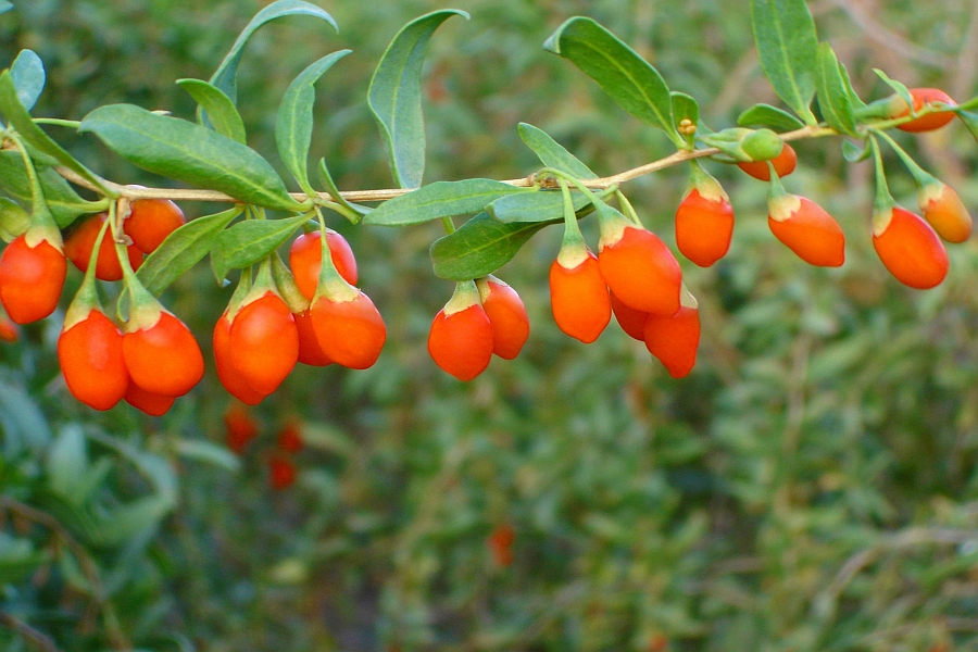 LYCIUM<br /><span>Goji</span>