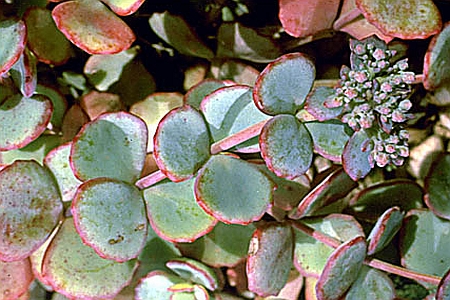 HYLOTELEPHIUM, PHEDIMUS, RHODIOLA, SEDUM<br /><span>Floare Grasă</span>
