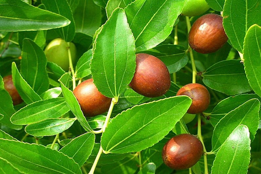 ZIZIPHUS<br /><span>Curmal Chinezesc</span>