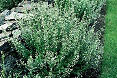 CALAMINTHA