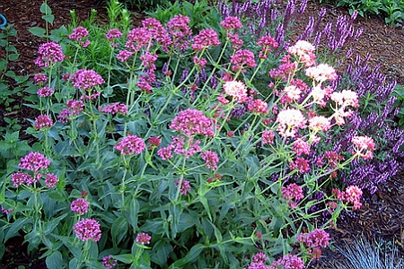 CENTRANTHUS<br /><span>Valerian</span>