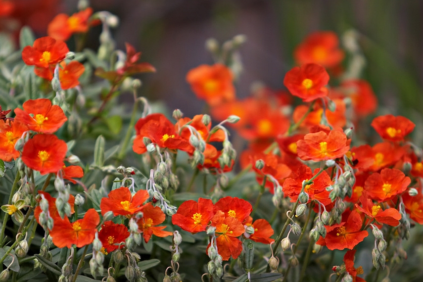 HELIANTHEMUM<br /><span>Rock Rose</span>