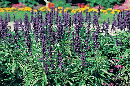 SALVIA