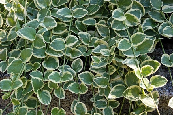 VINCA