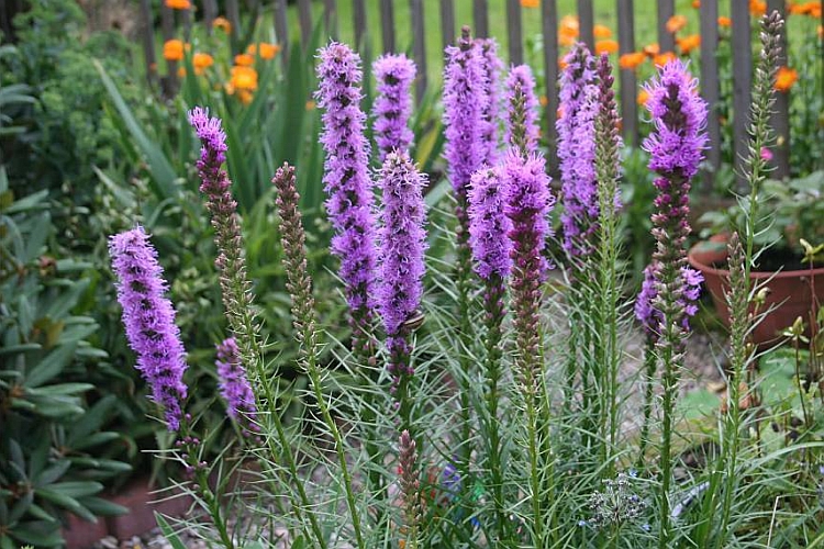 LIATRIS<br /><span>Blazing-Star</span>