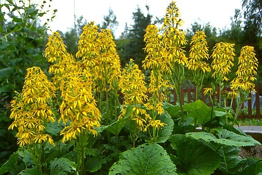 LIGULARIA<br /><span>Leopard Plant</span>
