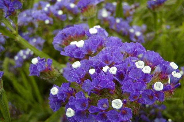 LIMONIUM<br /><span>Levănţică De Mare, Anuală</span>