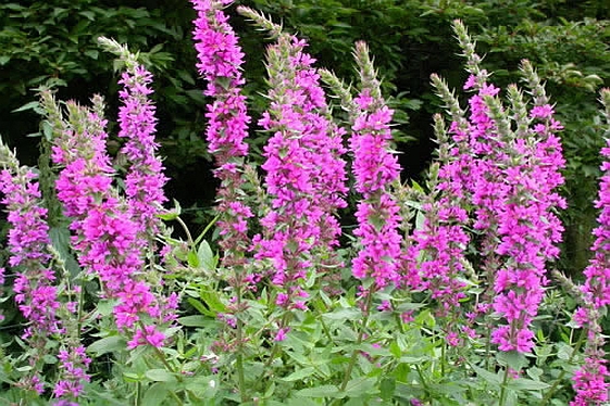 LYTHRUM