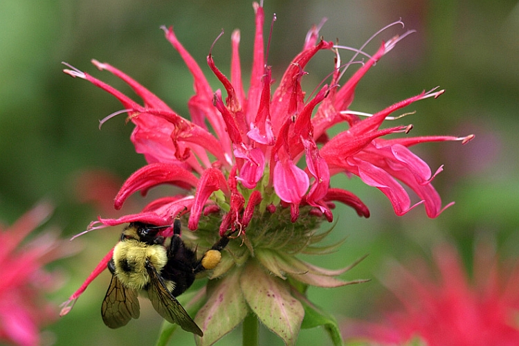 MONARDA