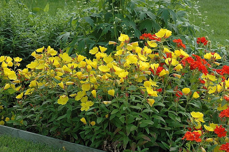 OENOTHERA
