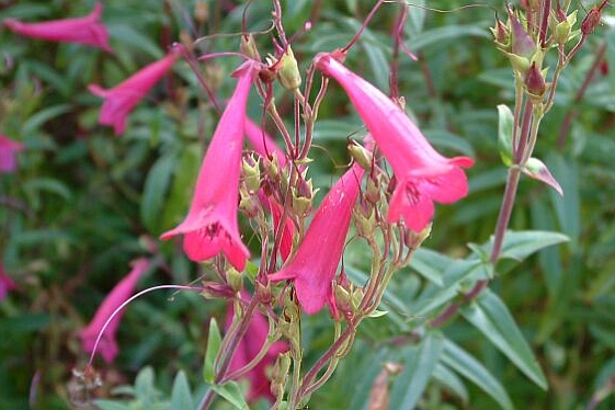 PENSTEMON