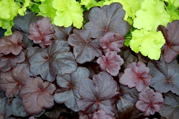 HEUCHERA, HEUCHERELLA