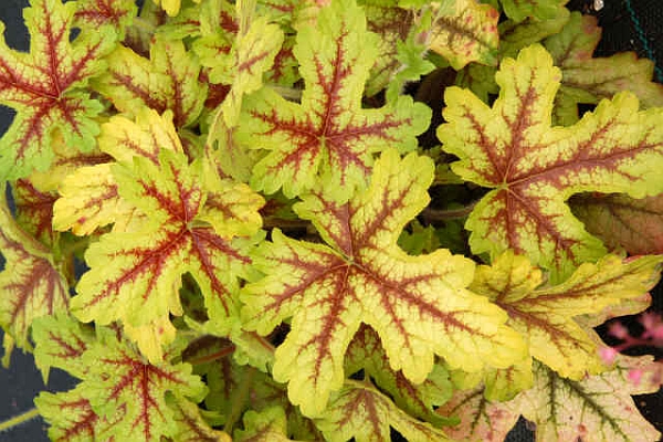 HEUCHERELLA