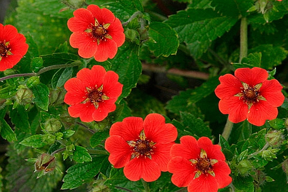 POTENTILLA