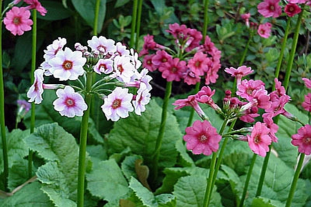 PRIMULA