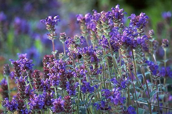 PRUNELLA
