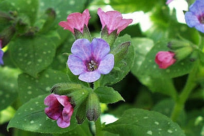 PULMONARIA<br /><span>Lungworts</span>