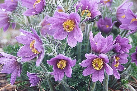PULSATILLA<br /><span>Pasque Flower</span>