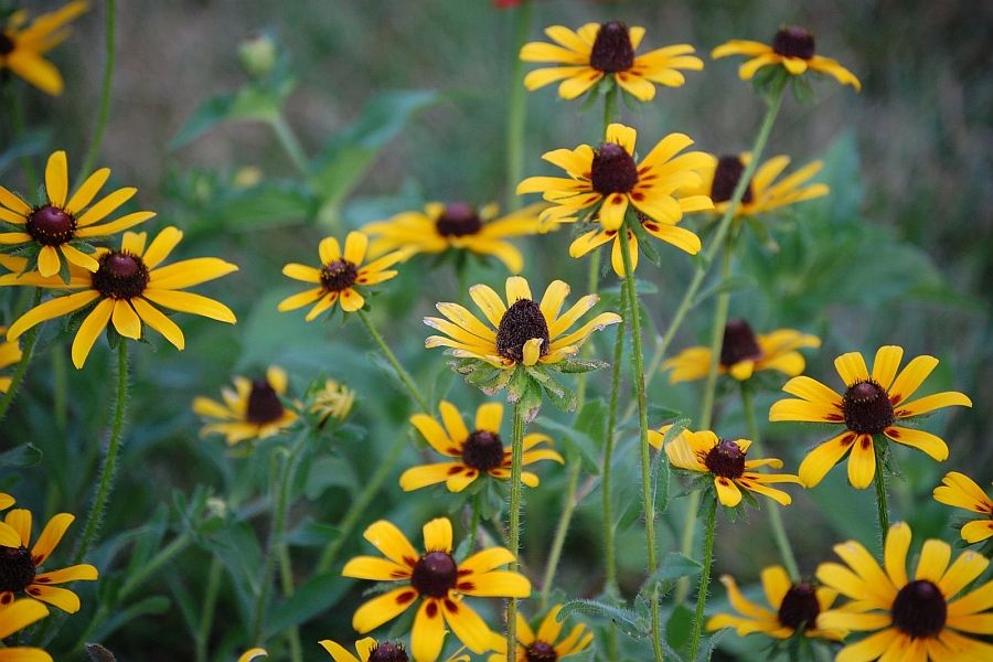 RUDBECKIA