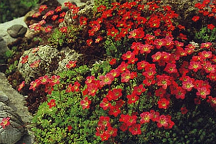 SAXIFRAGA