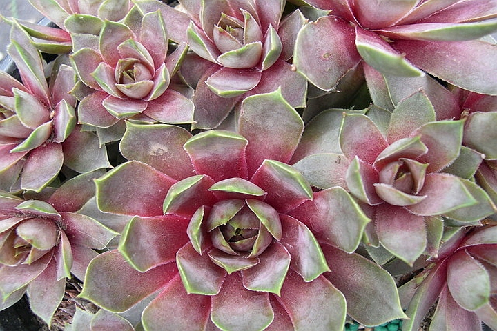 SEMPERVIVUM