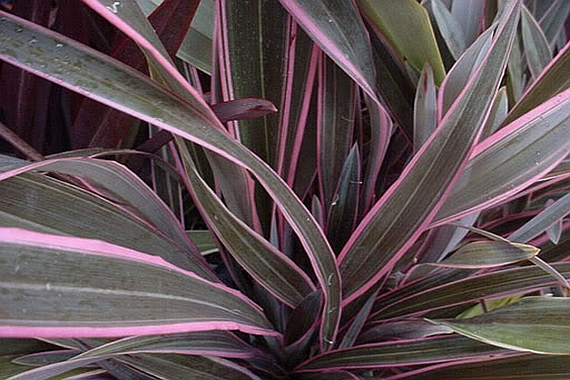 PHORMIUM