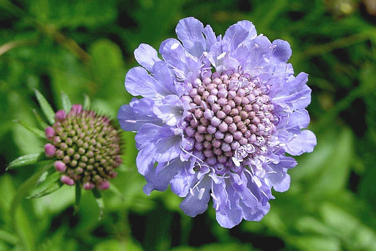SCABIOSA