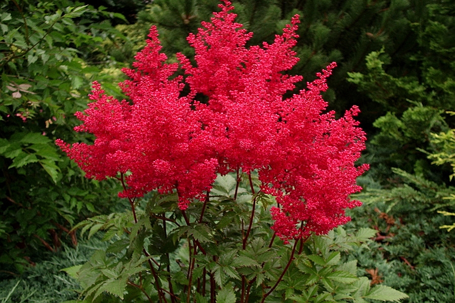 ASTILBE