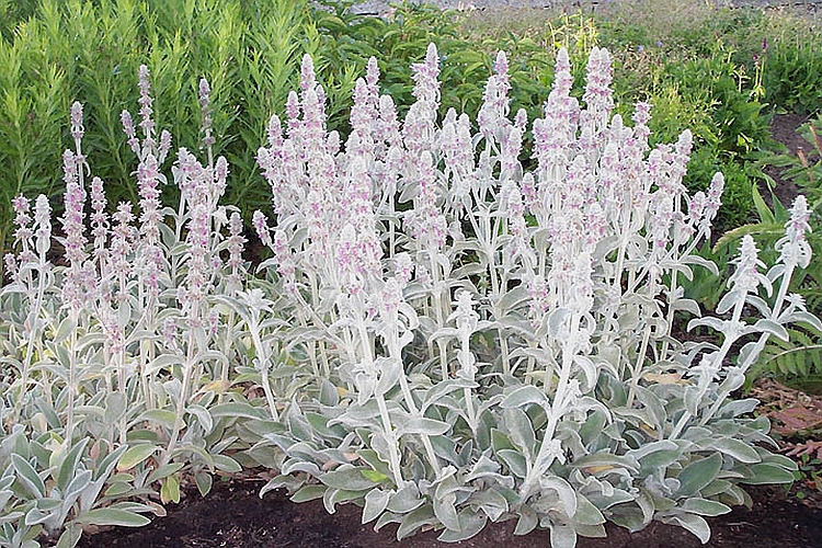 STACHYS<br /><span>Lamb`s Ear</span>