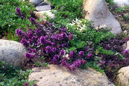 THYMUS<br /><span>Thyme</span>